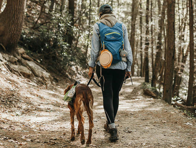 Pet-friendly accommodations